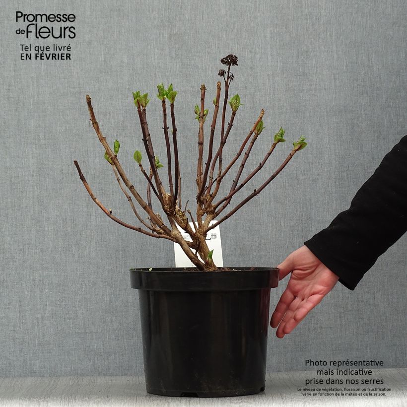 Hydrangea macrophylla Blaumeise - Ortensia Vaso da 7,5L/10L esemplare consegnato in inverno