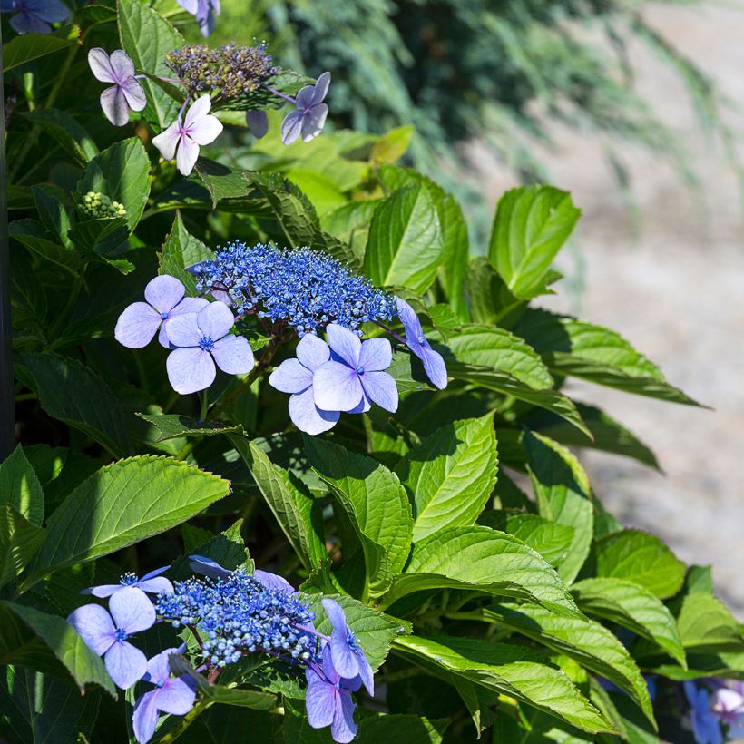 Hydrangea macrophylla Blaumeise - Ortensia (Fioritura)