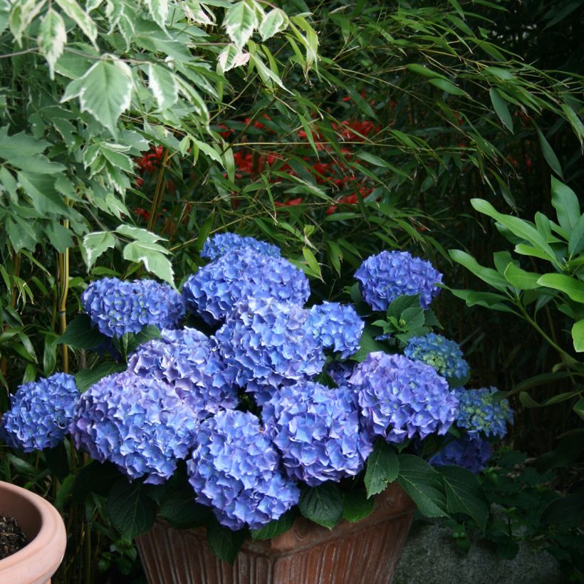Hydrangea macrophylla Blaumeise - Ortensia (Porto)