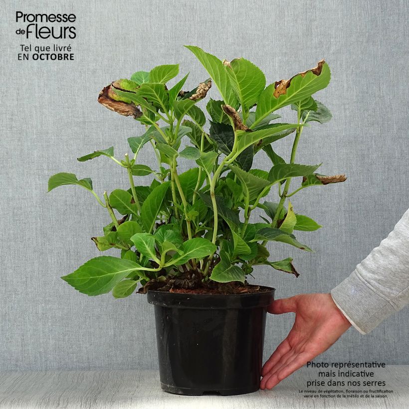 Esemplare di Hydrangea macrophylla Blue Sky - Ortensia Vaso da 4L/5L come consegnato in autunno