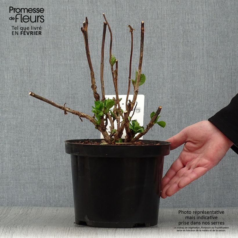 Hydrangea macrophylla Blue Sky - Ortensia Vaso da 4L/5L esemplare consegnato in inverno