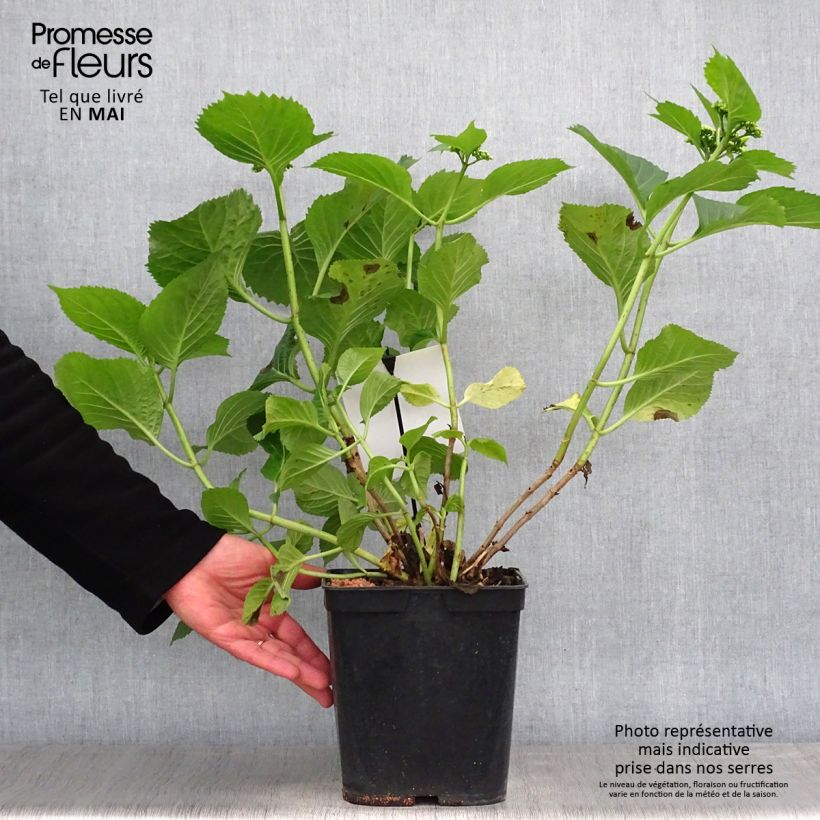 Hydrangea macrophylla Blue Sky - Ortensia Vaso da 4L/5L esemplare consegnato in primavera