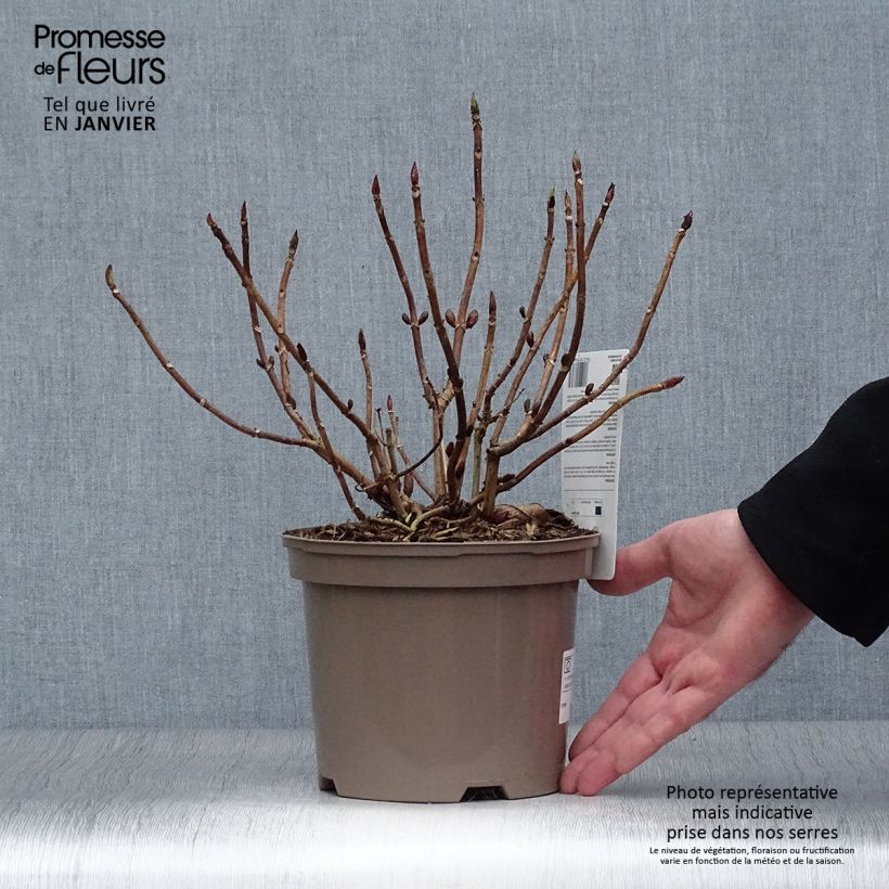 Hydrangea macrophylla Blue wave - Ortensia Vaso da 2L/3L esemplare consegnato in inverno