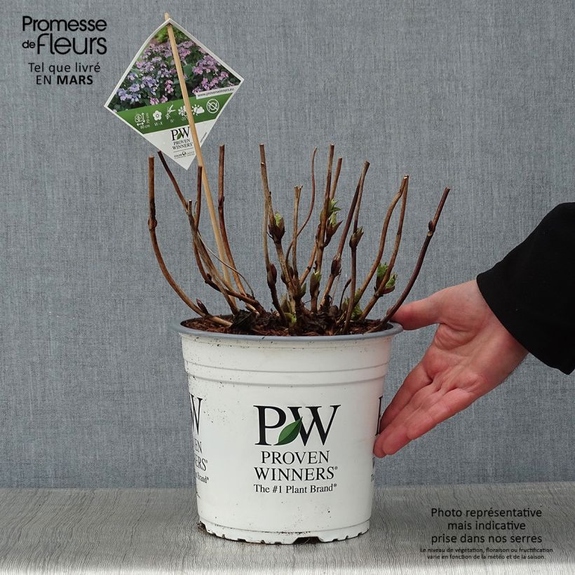 Hydrangea macrophylla Blueberry Cheesecake - Ortensia Vaso da 4L/5L esemplare consegnato in inverno