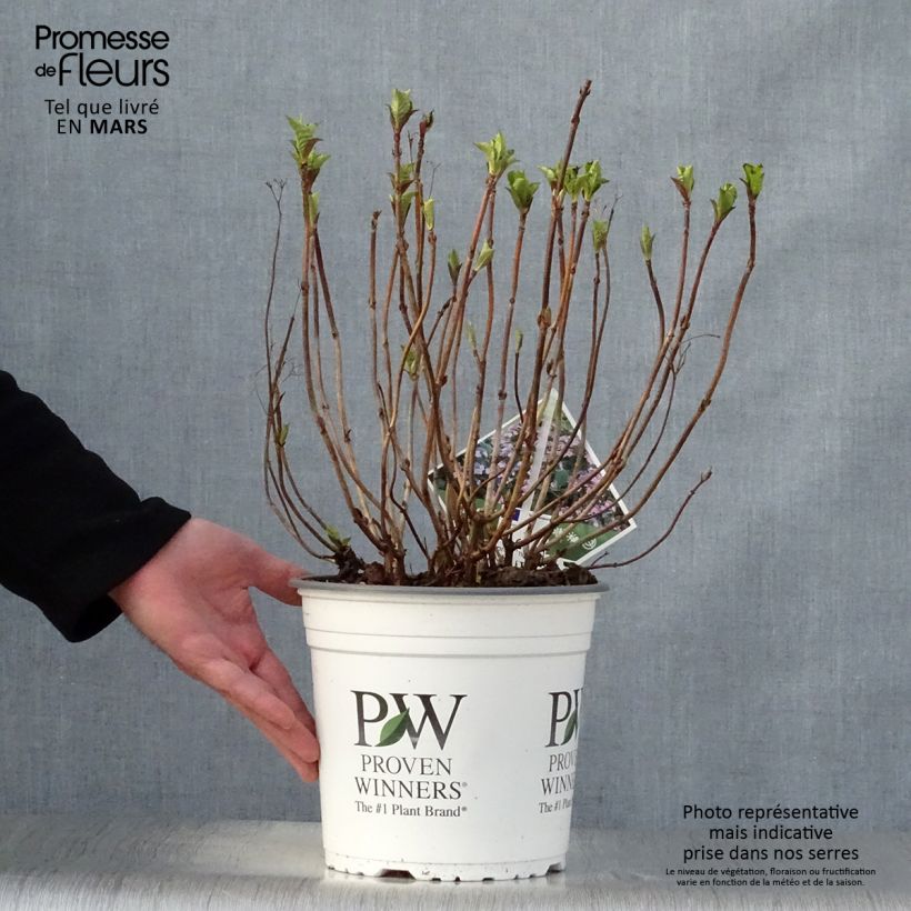 Hydrangea macrophylla Blueberry Cheesecake - Ortensia Vaso da 4L/5L esemplare consegnato in primavera