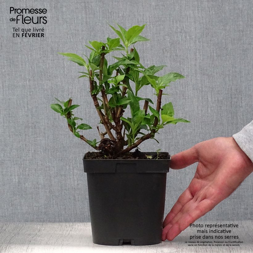 Esemplare di Hydrangea macrophylla Bodensee - Ortensia Vaso da 2L/3L come consegnato in autunno