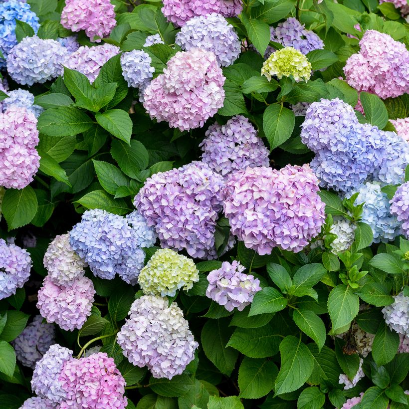 Hydrangea macrophylla Bodensee - Ortensia (Fioritura)
