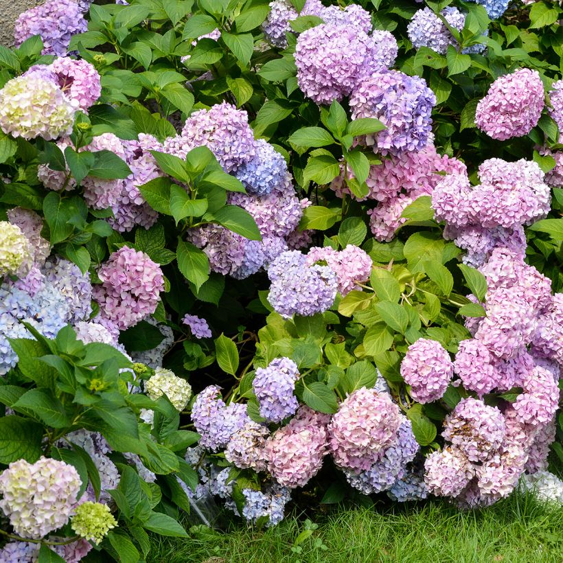 Hydrangea macrophylla Bodensee - Ortensia (Porto)