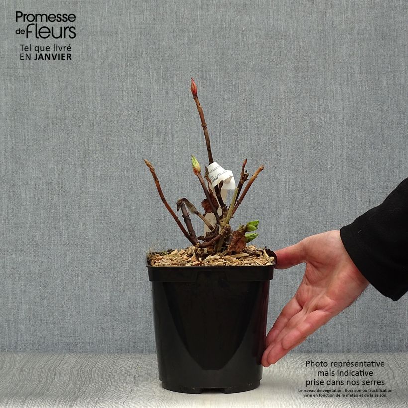 Hydrangea macrophylla Buchfink - Ortensia Vaso da 2L/3L esemplare consegnato in inverno