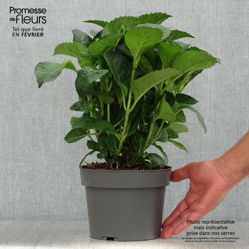 Esemplare di Hydrangea macrophylla Caipirinha - Ortensia Vaso da 2L/3L come consegnato in autunno