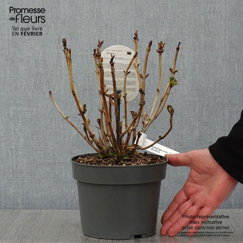 Hydrangea macrophylla Caipirinha - Ortensia Vaso da 2L/3L esemplare consegnato in inverno