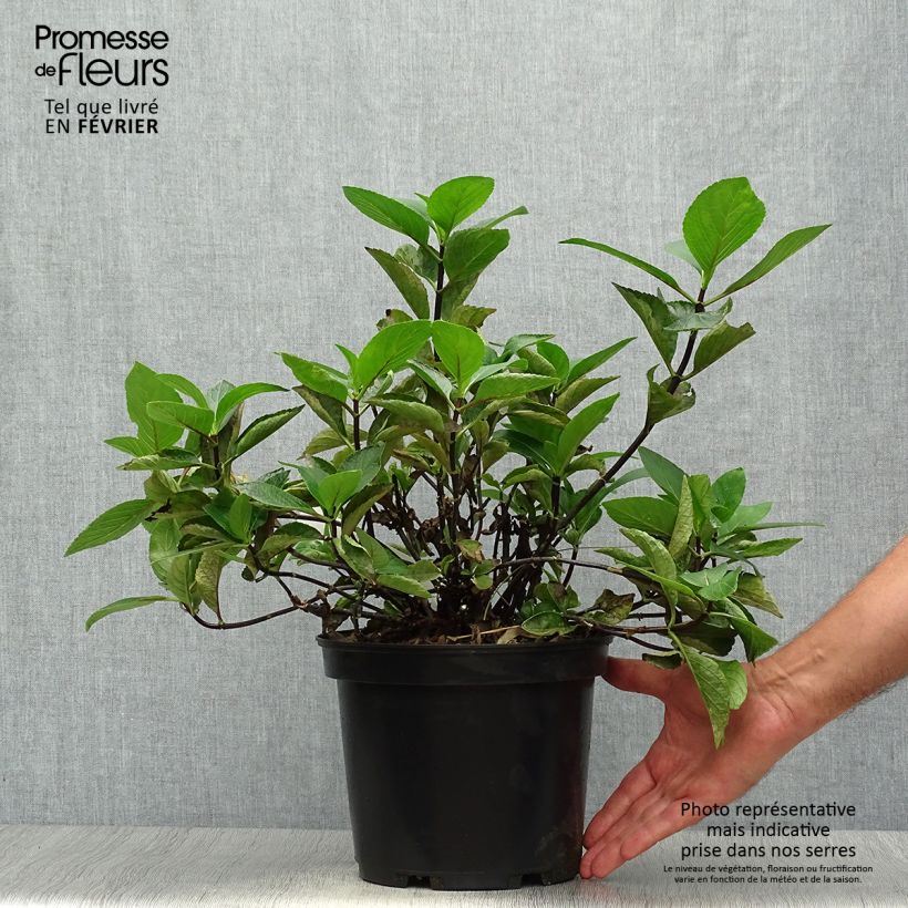 Esemplare di Hydrangea macrophylla Rendez-Vous Choco Chic - Ortensia Vaso da 4L/5L come consegnato in autunno