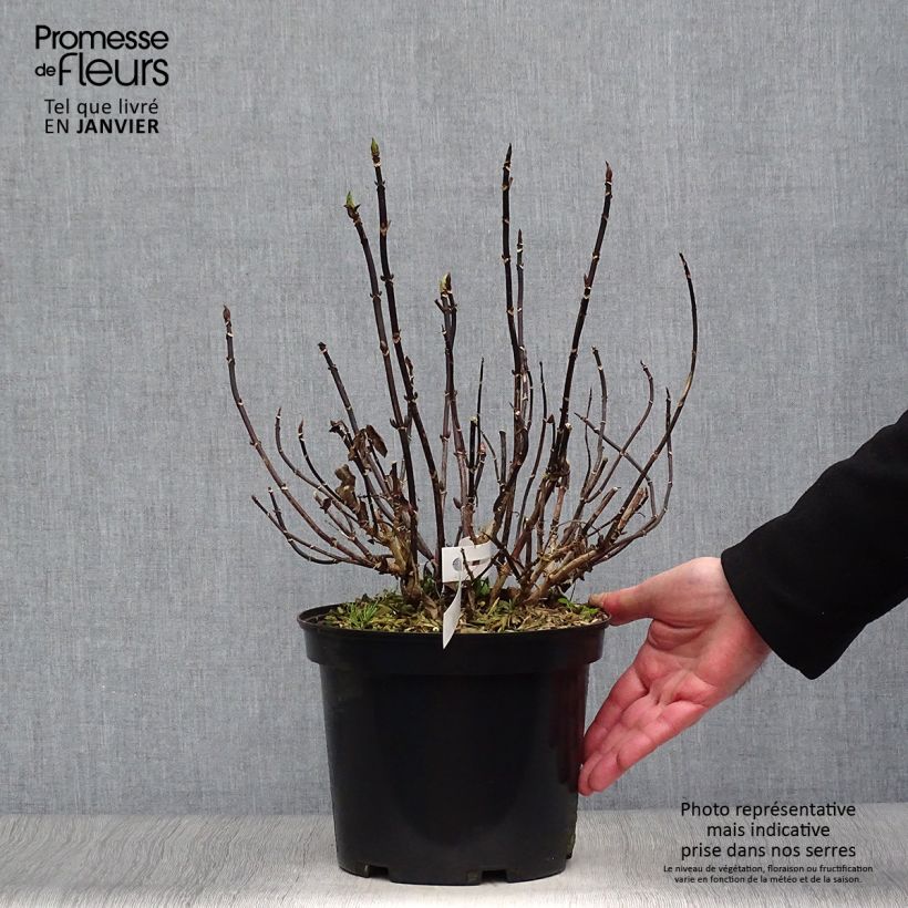 Hydrangea macrophylla Rendez-Vous Choco Chic - Ortensia Vaso da 4L/5L esemplare consegnato in inverno