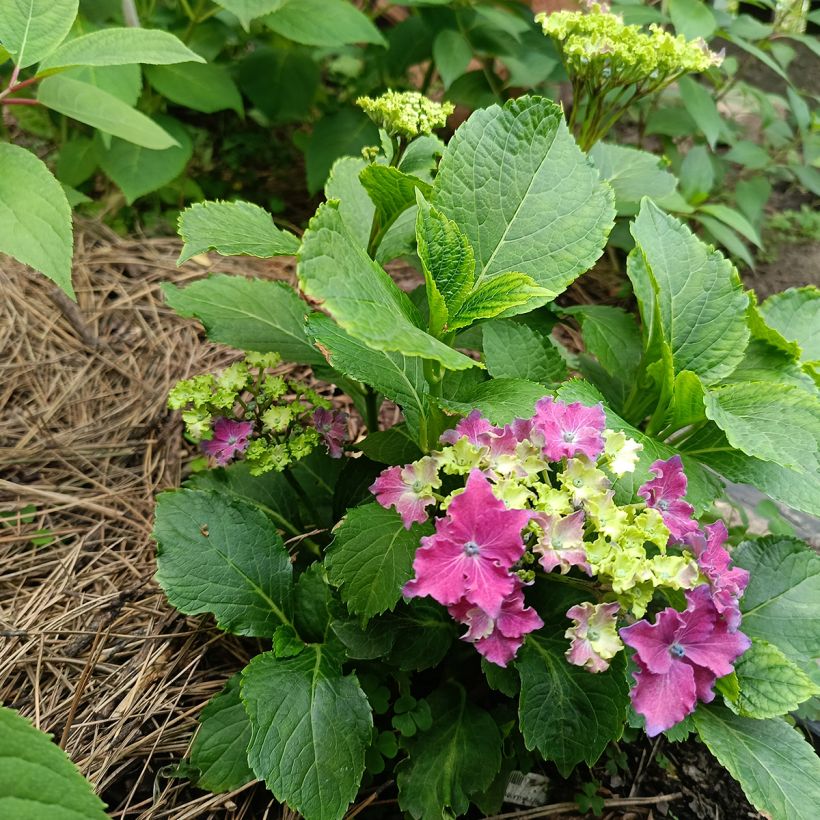 Hydrangea macrophylla Curly Sparkle Red - Ortensia (Porto)