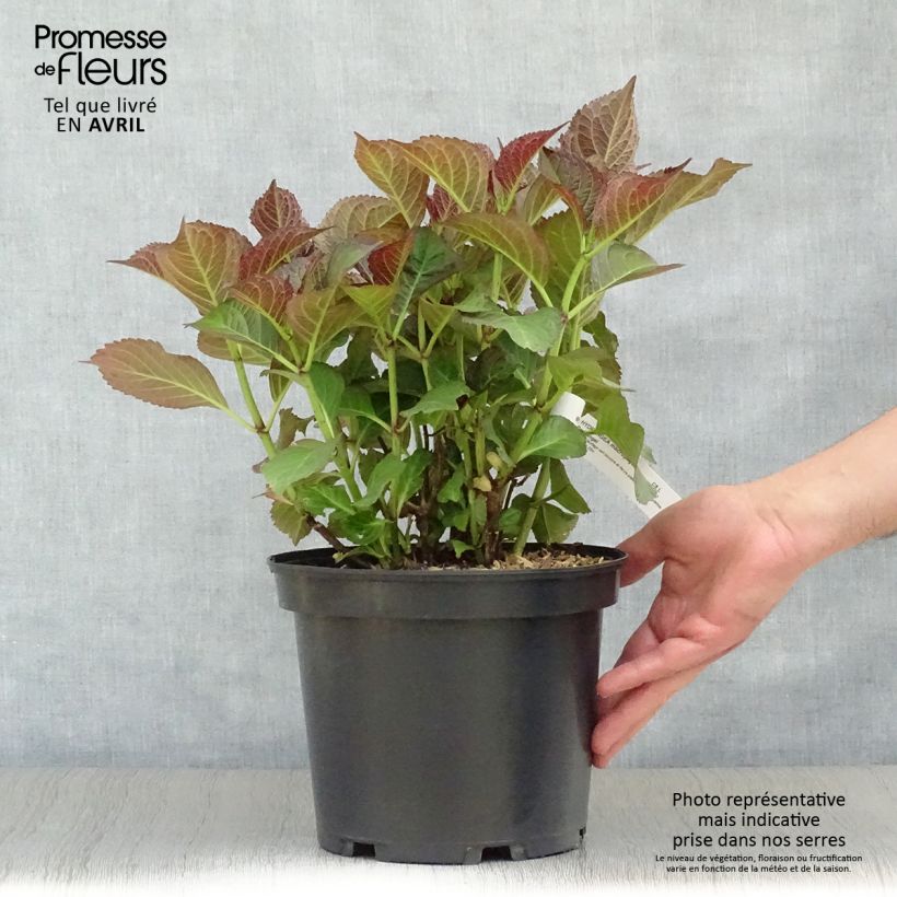 Hydrangea macrophylla Black Diamonds Dark Angel - Ortensia Vaso da 4L/5L esemplare consegnato in primavera