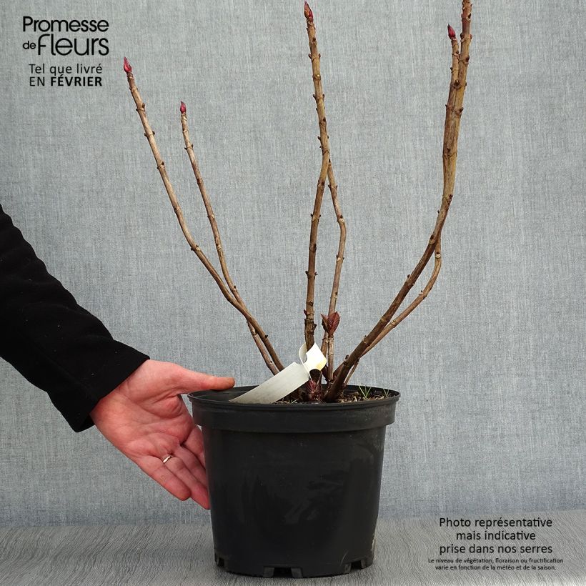 Hydrangea macrophylla Black Diamonds Dark Angel - Ortensia Vaso da 4L/5L esemplare consegnato in inverno