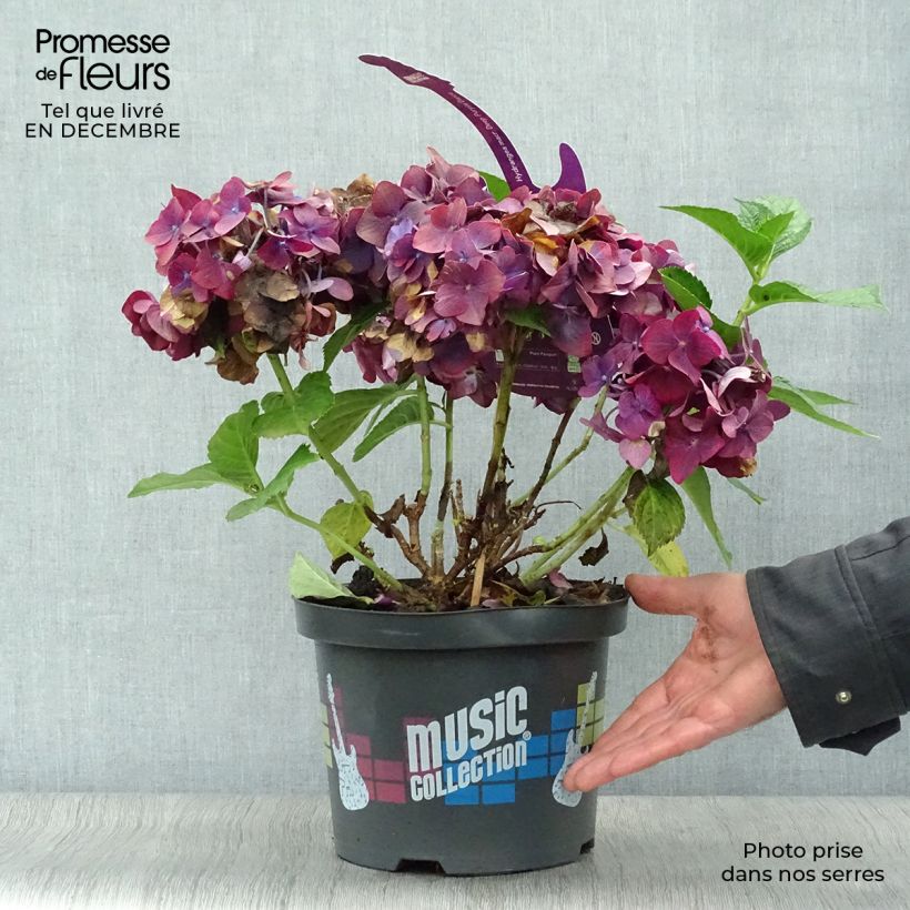 Hydrangea macrophylla Deep Purple Dance - Ortensia Vaso da 4L/5L esemplare consegnato in inverno