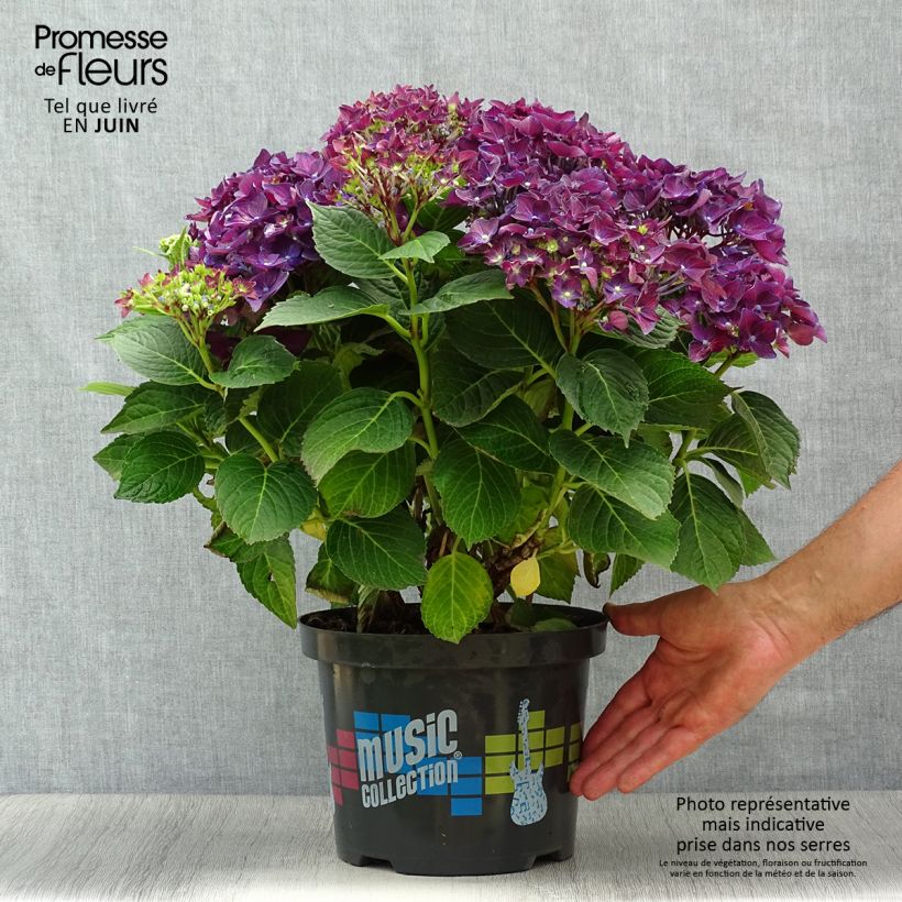 Esemplare di Hydrangea macrophylla Deep Purple Dance - Ortensia Vaso da 4L/5L, A cespuglio consegnato in estate