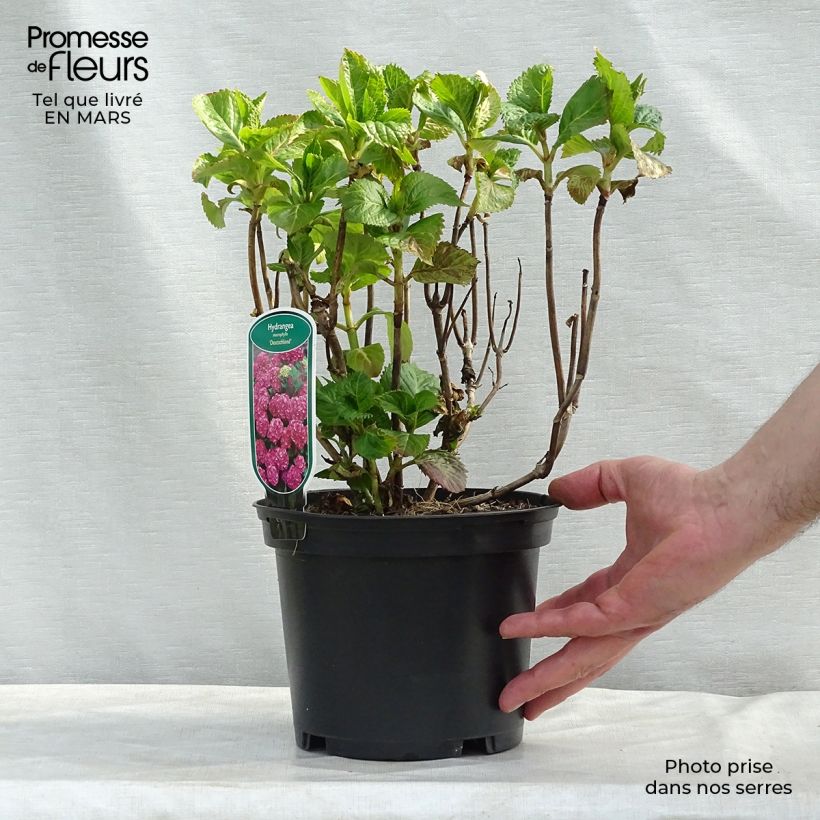 Hydrangea macrophylla Deutschland - Ortensia Vaso da 2L/3L esemplare consegnato in inverno