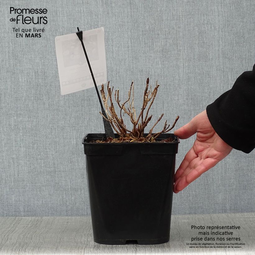 Hydrangea macrophylla Dolce Gipsy - Ortensia Vaso da 4L/5L esemplare consegnato in inverno