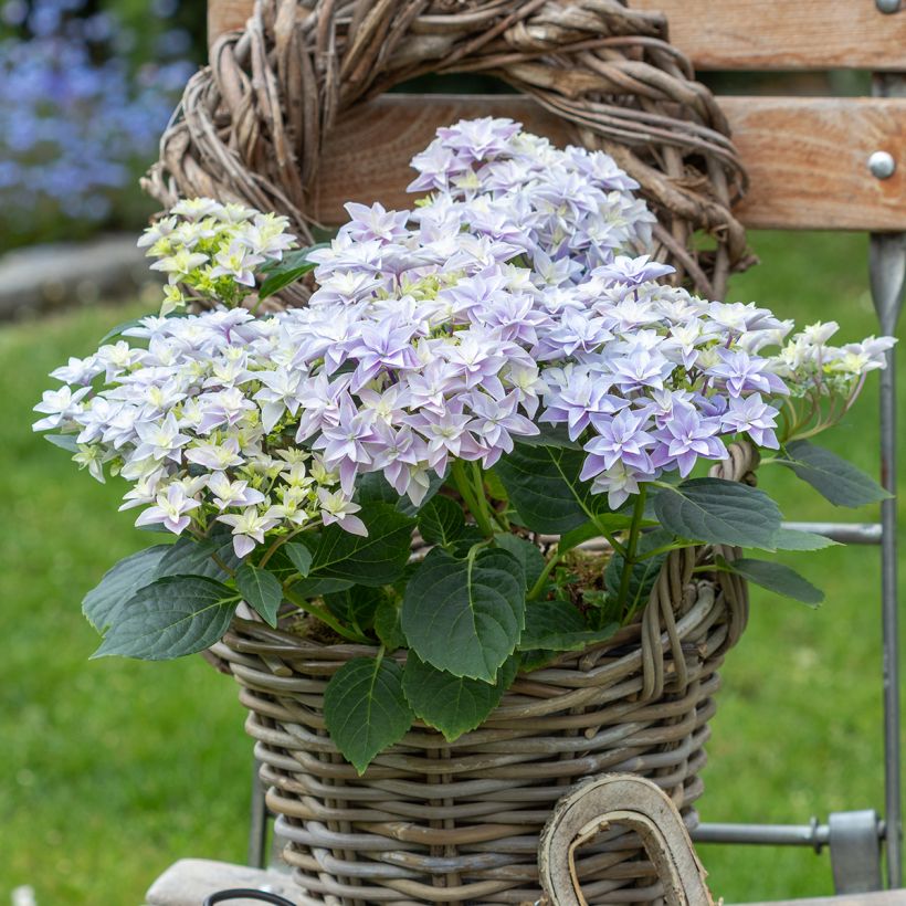 Hydrangea macrophylla Double Dutch Blue - Ortensia (Porto)