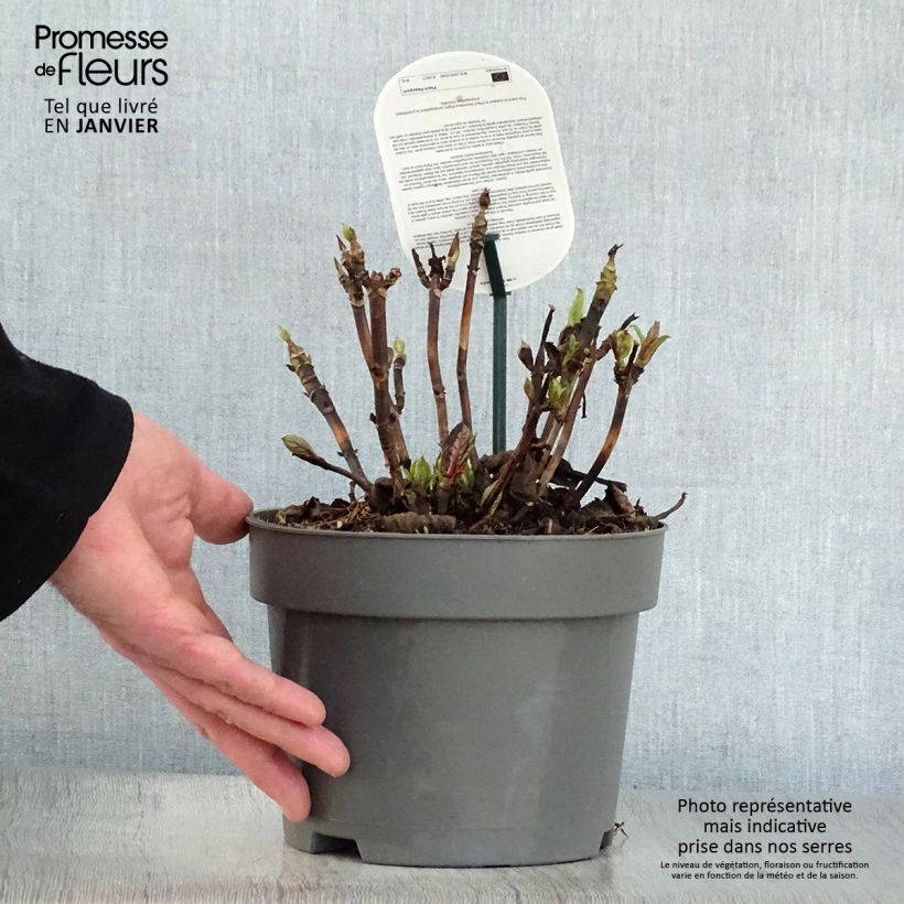 Hydrangea macrophylla Early Blue - Ortensia Vaso da 2L/3L esemplare consegnato in inverno