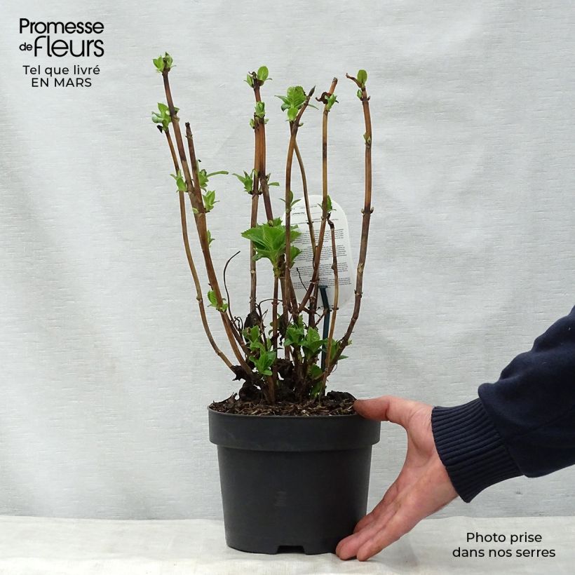 Hydrangea macrophylla Early Blue - Ortensia Vaso da 2L/3L esemplare consegnato in primavera