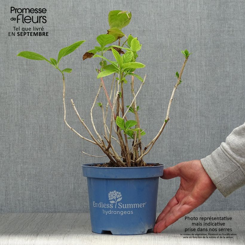 Esemplare di Hydrangea macrophylla Endless Summer The Bride - Ortensia Vaso da 2L/3L come consegnato in autunno