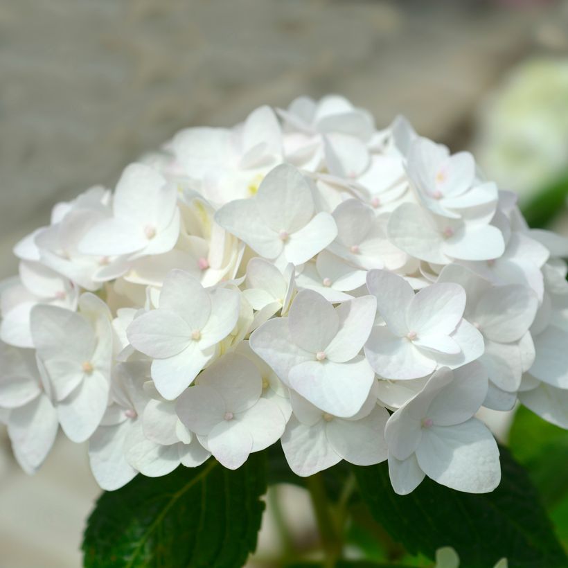 Hydrangea macrophylla Endless Summer The Bride - Ortensia (Fioritura)