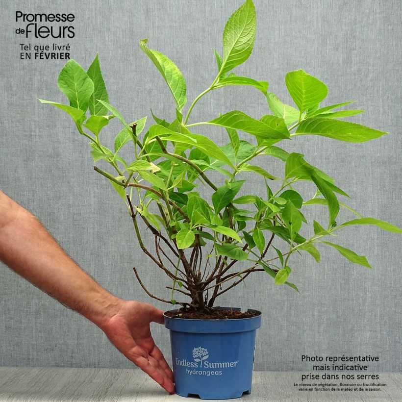 Esemplare di Hydrangea macrophylla Endless Summer The Original Pink - Ortensia Vaso da 2L/3L come consegnato in autunno