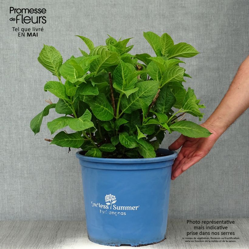 Hydrangea macrophylla Endless Summer The Original Pink - Ortensia Vaso da 12L/15L esemplare consegnato in primavera