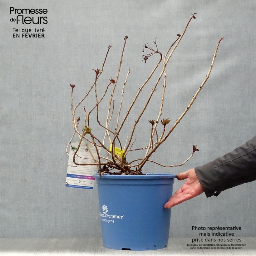 Hydrangea macrophylla Endless Summer Twist and Shout - Ortensia Vaso da 12L/15L esemplare consegnato in inverno