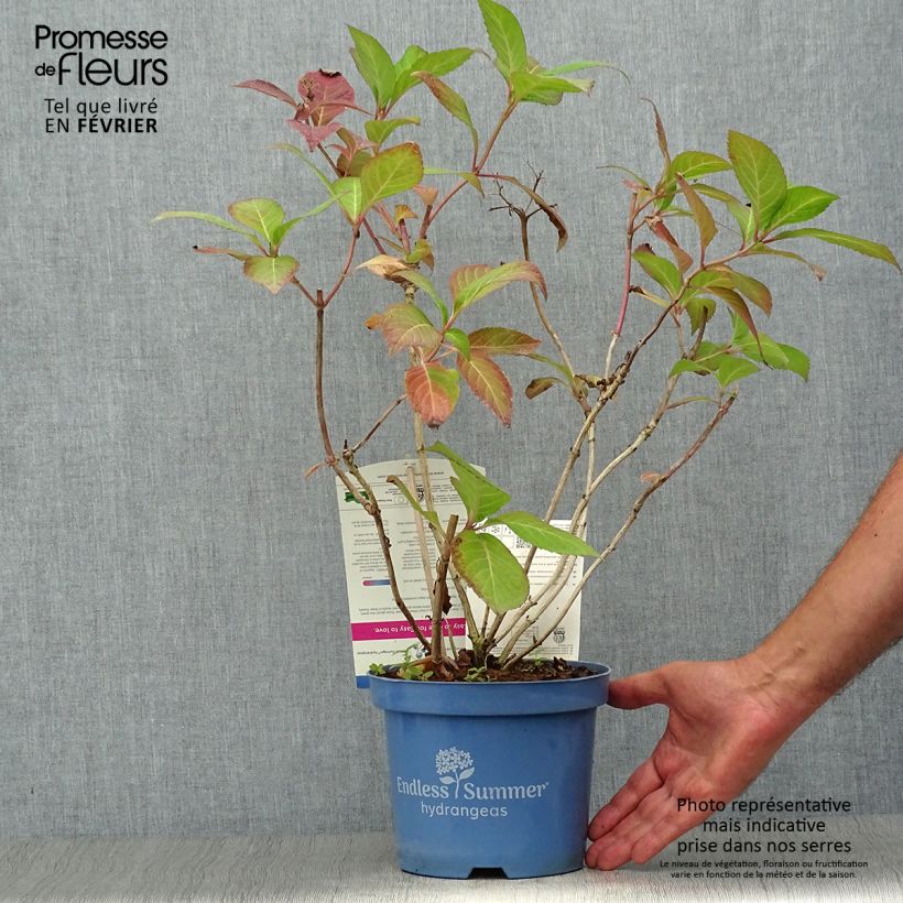 Esemplare di Hydrangea macrophylla Endless Summer Twist and Shout - Ortensia Vaso da 2L/3L come consegnato in autunno