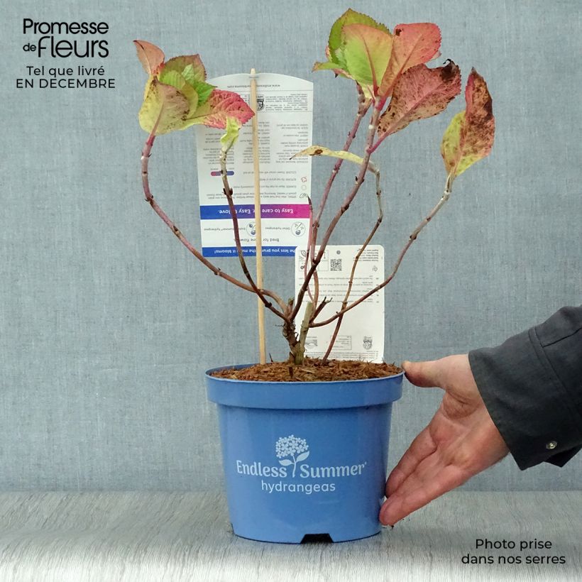 Hydrangea macrophylla Endless Summer Twist and Shout - Ortensia Vaso da 2L/3L esemplare consegnato in inverno