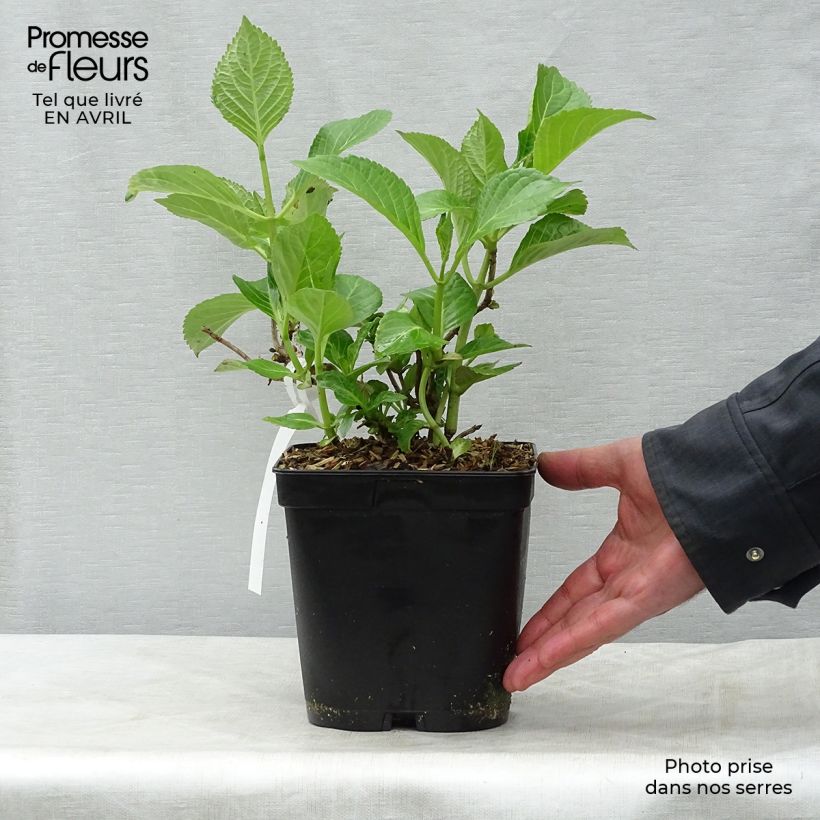 Hydrangea macrophylla Etoile Violette - Ortensia Vaso da 2L/3L esemplare consegnato in primavera