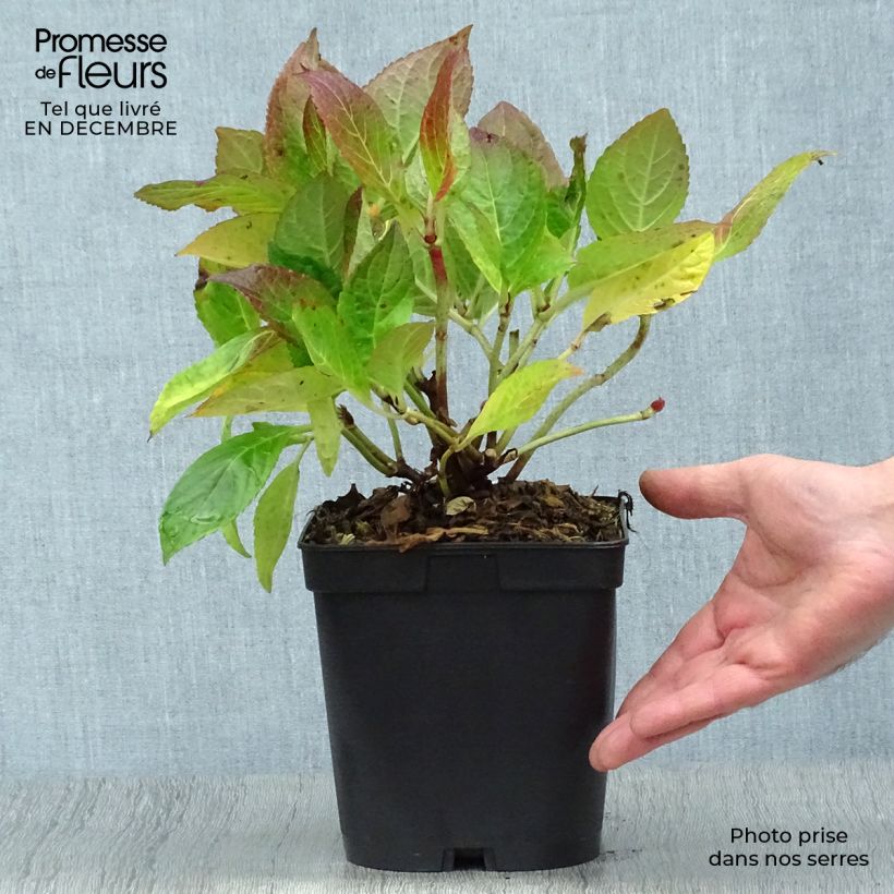 Hydrangea macrophylla Etoile Violette - Ortensia Vaso da 2L/3L esemplare consegnato in inverno