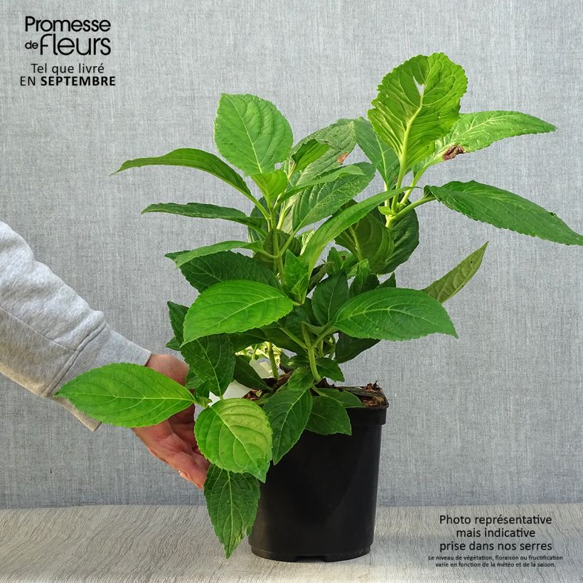 Esemplare di Hydrangea macrophylla Etoile Violette - Ortensia Vaso da 2L/3L come consegnato in autunno