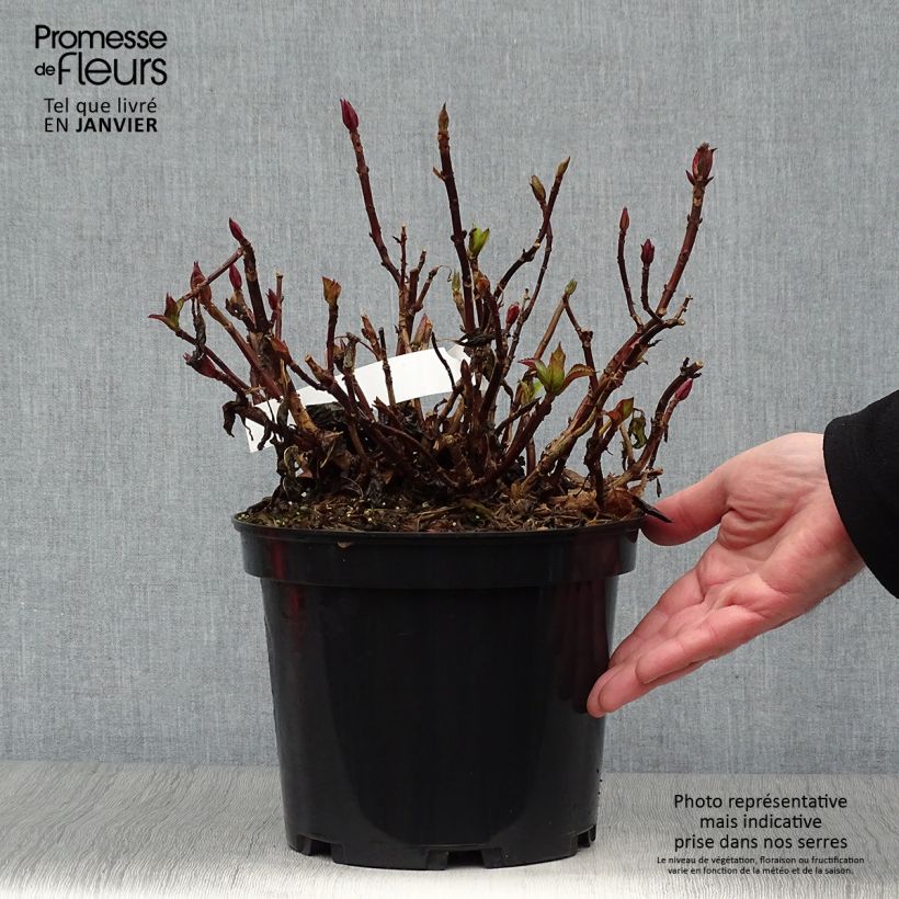 Hydrangea macrophylla Rendez-Vous French Cancan - Ortensia Vaso da 4L/5L esemplare consegnato in inverno