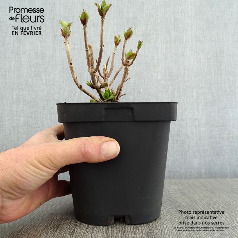 Hydrangea macrophylla Freudenstein - Ortensia Vaso da 2L/3L esemplare consegnato in inverno
