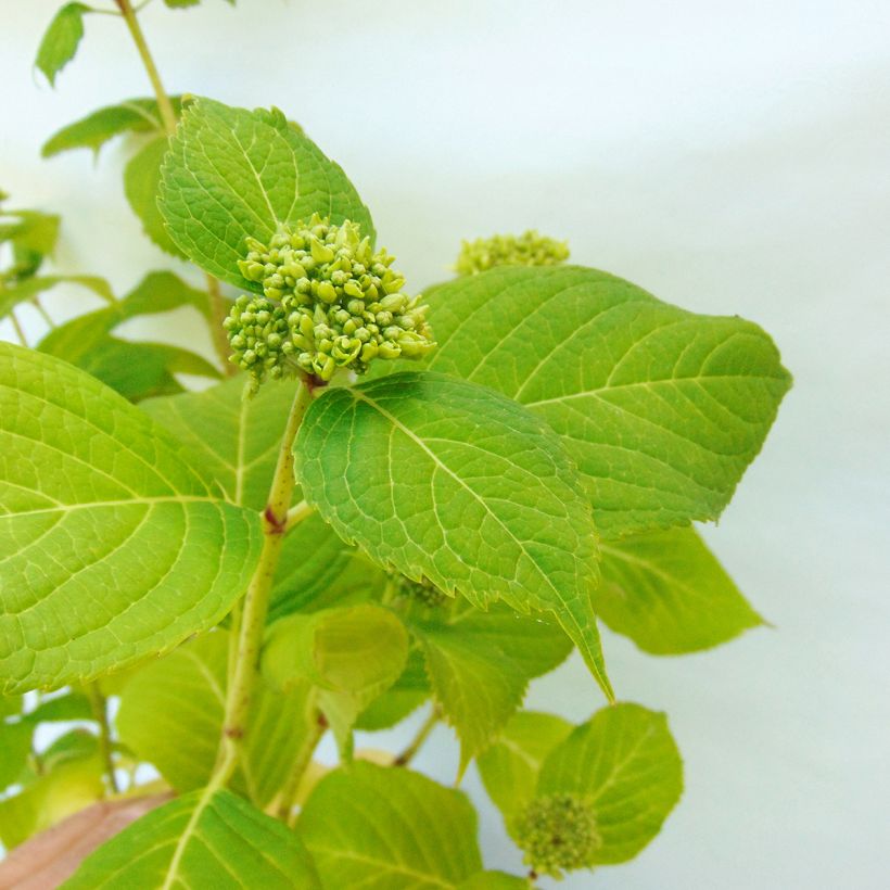 Hydrangea macrophylla Generale Vicomtesse de Vibraye - Ortensia (Fogliame)