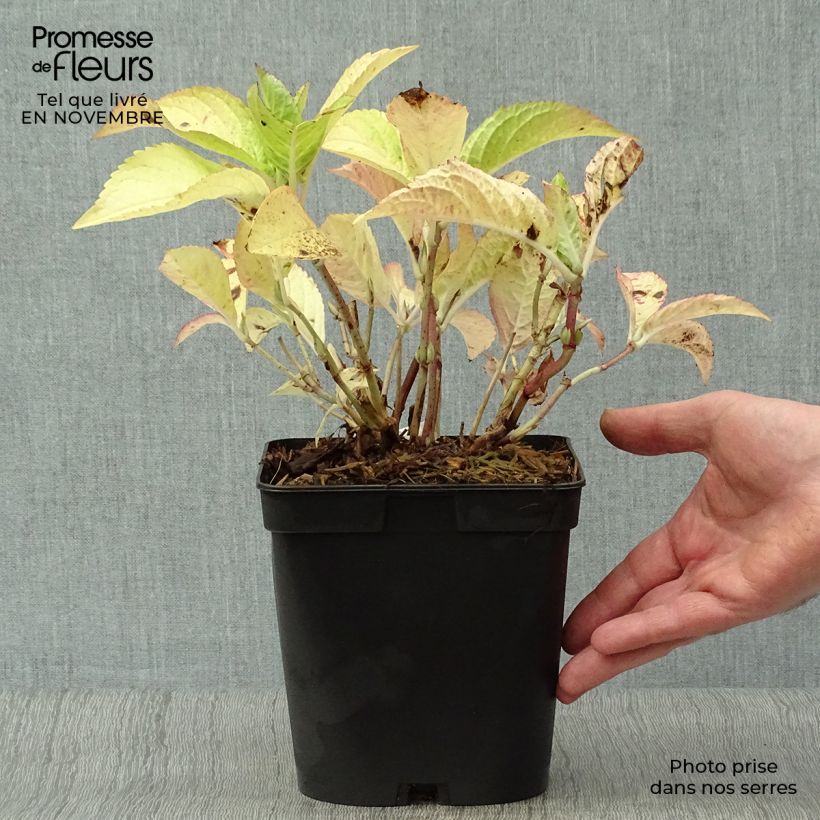 Esemplare di Hydrangea macrophylla Generale Vicomtesse de Vibraye - Ortensia Vaso da 2L/3L come consegnato in autunno