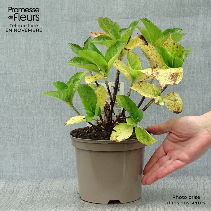 Esemplare di Hydrangea macrophylla Gertrud Glahn - Ortensia Vaso da 2L/3L come consegnato in autunno