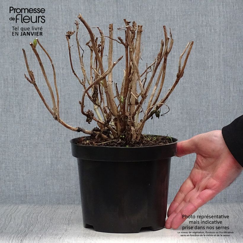 Hydrangea macrophylla Gertrud Glahn - Ortensia Vaso da 2L/3L esemplare consegnato in inverno