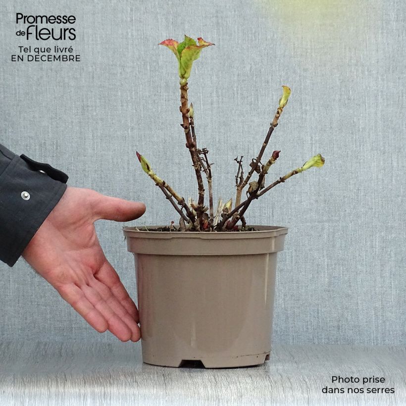 Hydrangea macrophylla Glowing Amber - Ortensia Vaso da 2L/3L esemplare consegnato in inverno