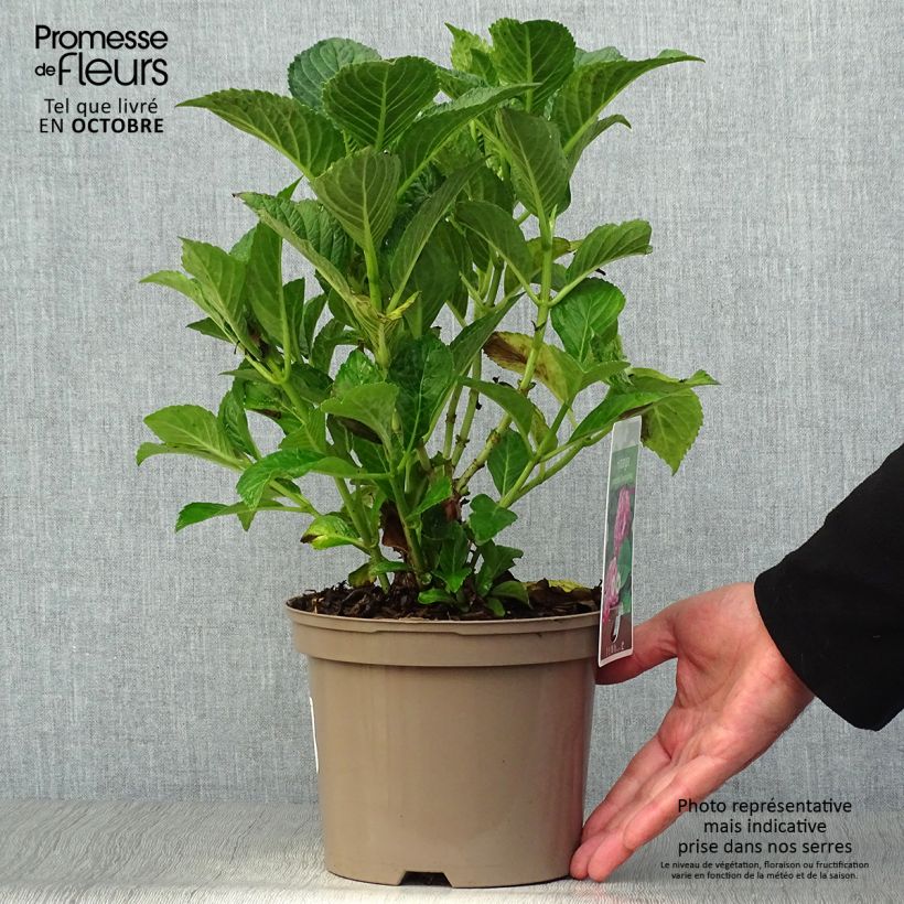 Esemplare di Hydrangea macrophylla Glowing Amber - Ortensia Vaso da 2L/3L come consegnato in autunno