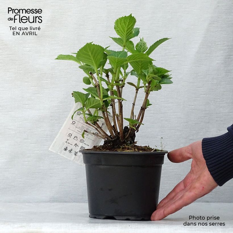 Hydrangea macrophylla Glowing Amber - Ortensia Vaso da 2L/3L esemplare consegnato in primavera