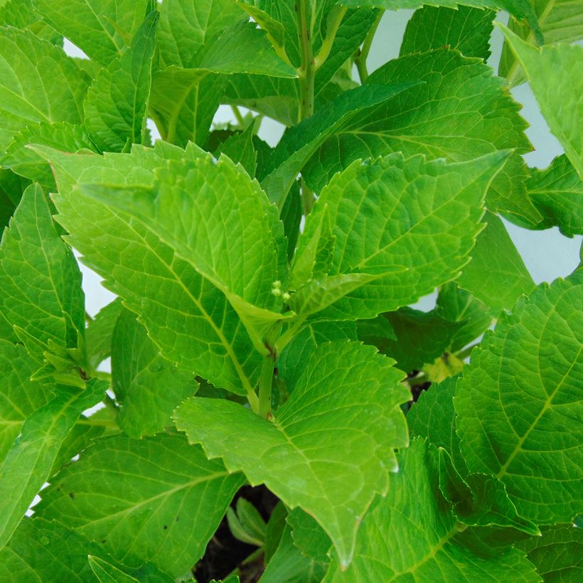 Hydrangea macrophylla Green shadow - Ortensia (Fogliame)