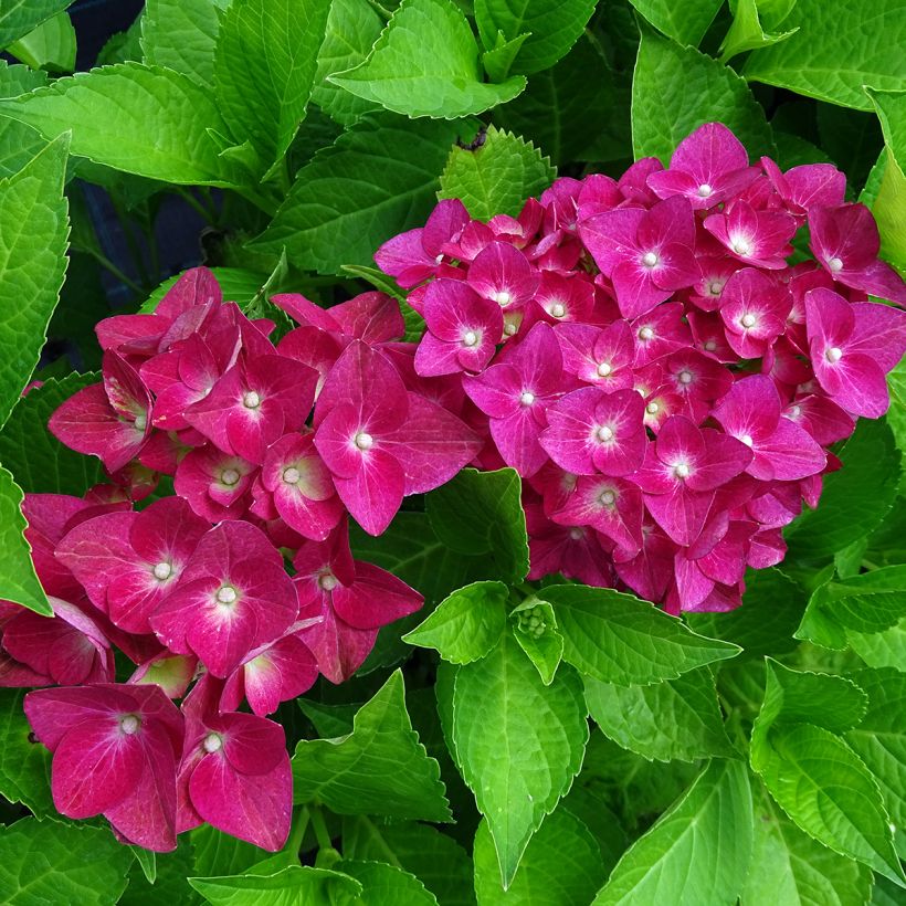 Hydrangea macrophylla Green shadow - Ortensia (Fioritura)