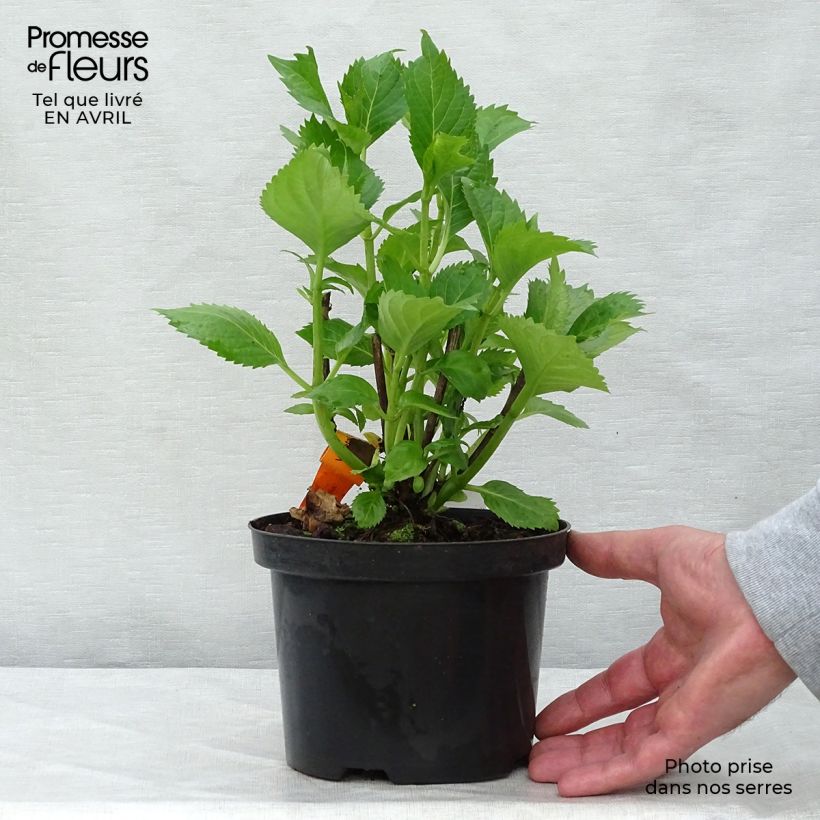 Hydrangea macrophylla Hambourg - Ortensia Vaso da 2L/3L esemplare consegnato in primavera