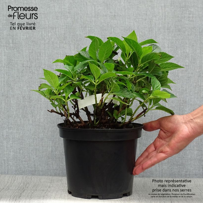 Esemplare di Hydrangea macrophylla Hovaria Hobergine - Ortensia Vaso da 4L/5L come consegnato in autunno